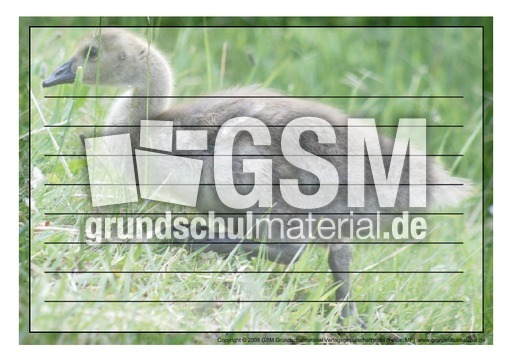 Schmuckrahmen-Kanadagans-Küken-1.pdf